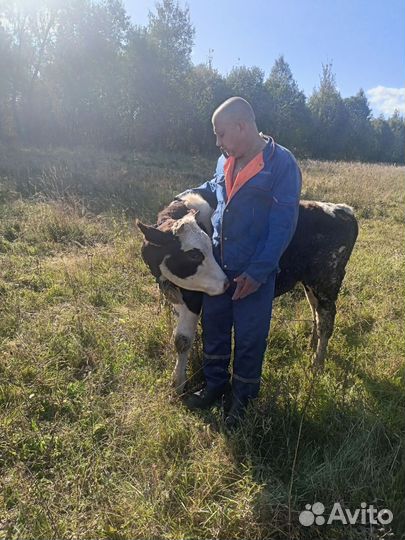 Телки обмен