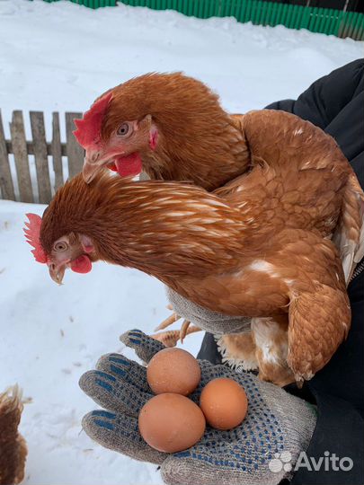 Куры несушки