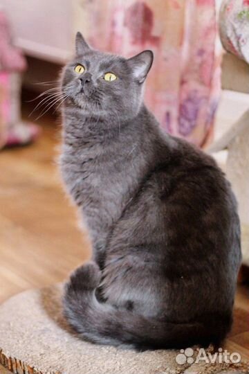 Британский кот