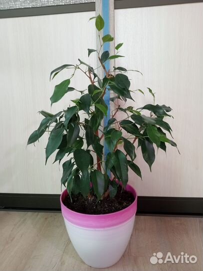 Фикус, разные виды