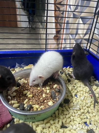 Крысята дамбо