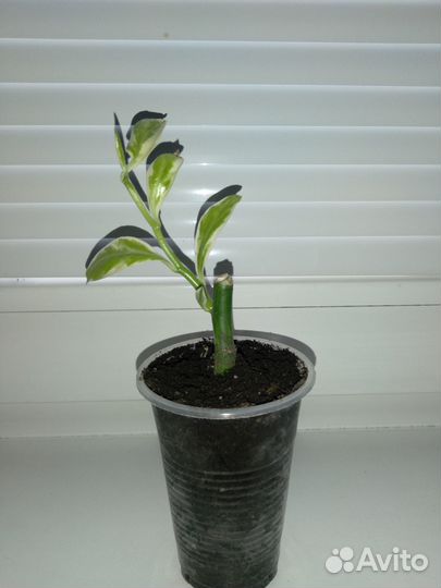 Педилантус