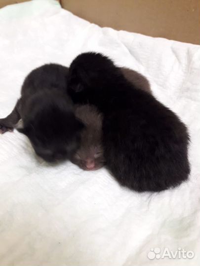 Шотландский кот приглашает на вязку