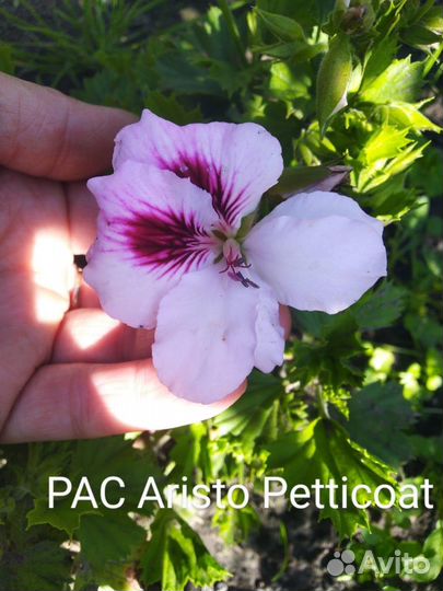 Королевская пеларгония