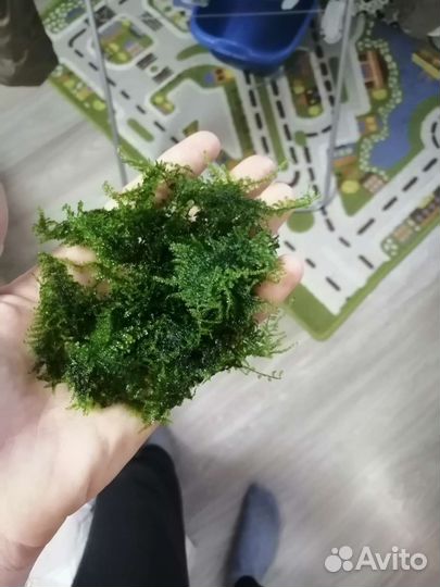 Мох рождественский