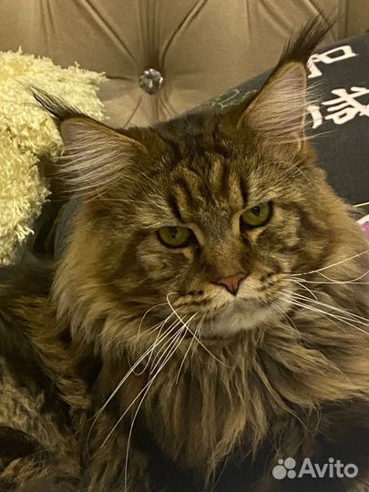 Кот мейн-кун