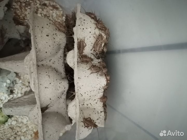 Сверчки живые домовые