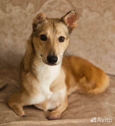 Собака без лап в дар