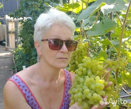 Черенки винограда