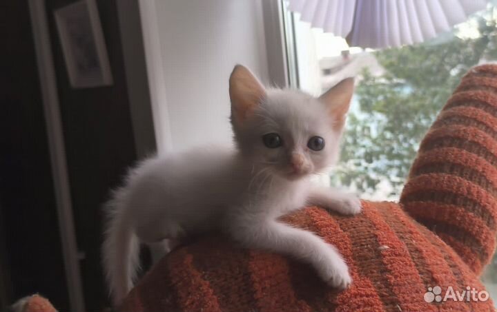 Очень маленький, но очень энергичный котик