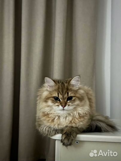 Кот для вязки)