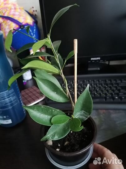 Манго, фикус