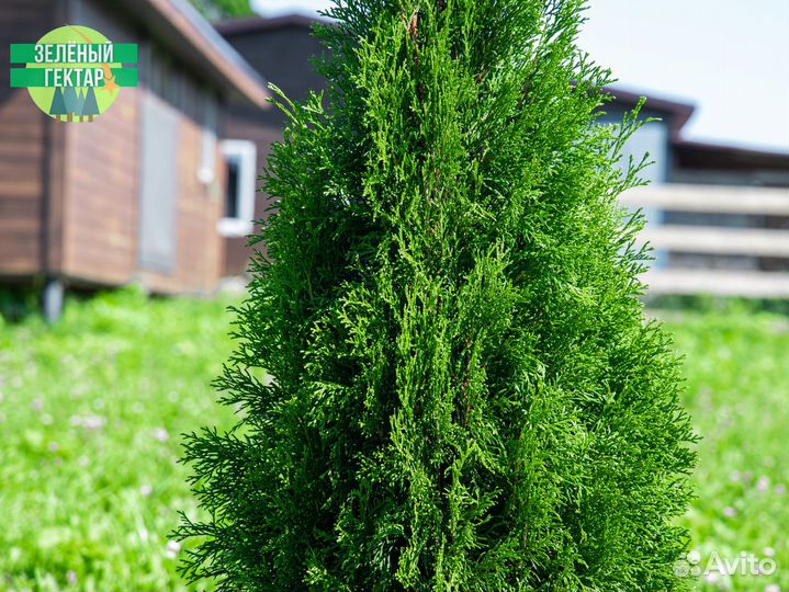 Туи Брабант, Смарагд, Колумна