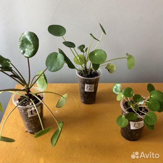 Комнатные цветы отростки