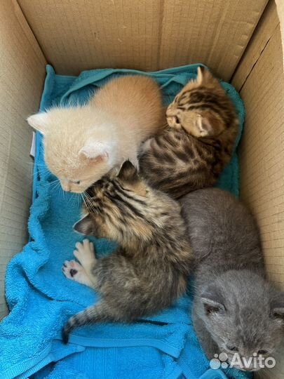 Котята в добрые руки