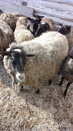 Овцы и бараны