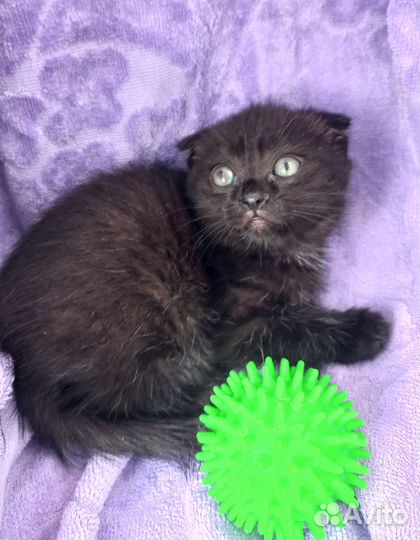 Котенок девочка в добрые руки