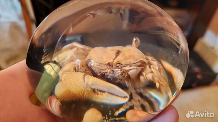 Краб и ракушки в шаре. Сувенир Море
