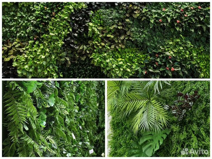 Фитостена. Озеленение пространств