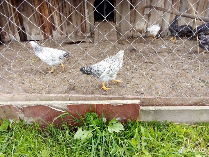 Молодые петушки