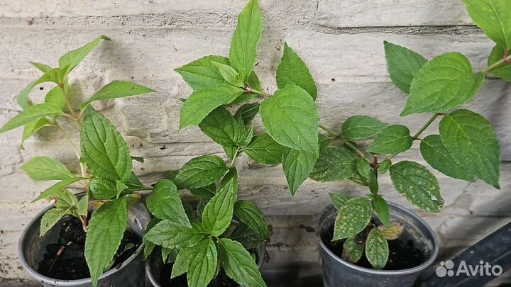 Гортензия сильвер доллар