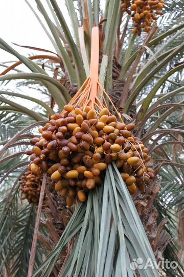 Финики Заходи и Араб - Иран, Тунис, от 500 г