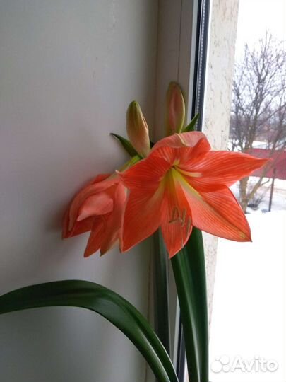 Лилия- Амариллис - Гиппеаструм