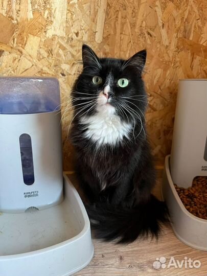 Черно-белая пушистая кошка из приюта