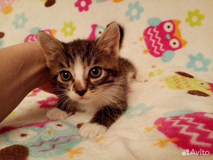 Котенок девочка очень красивая род 22.07.23г