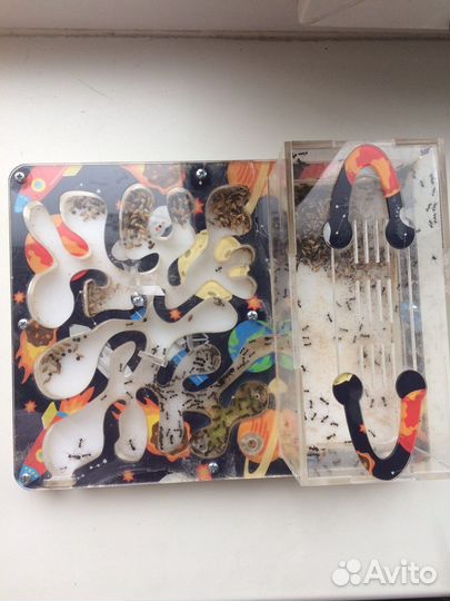 Мравьинная ферма