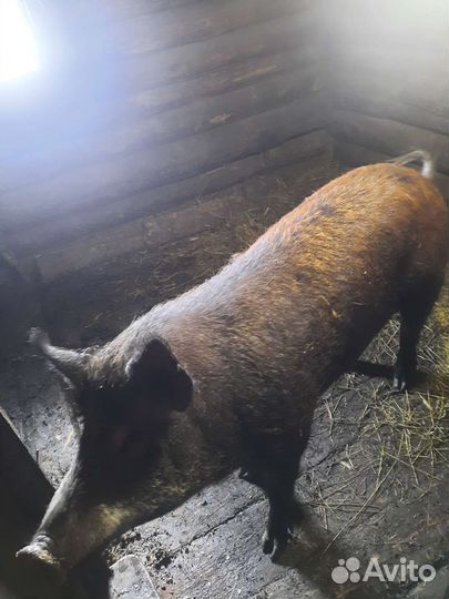 Дикий кабан