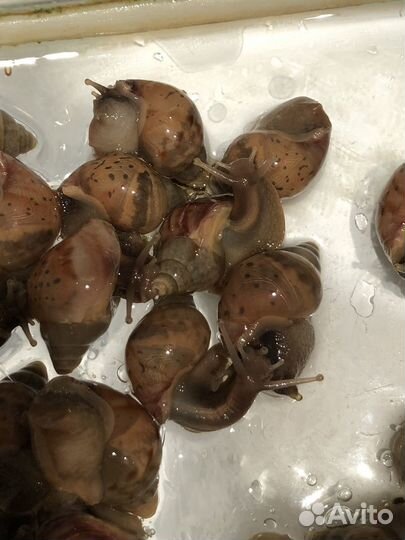 Отдам улиток