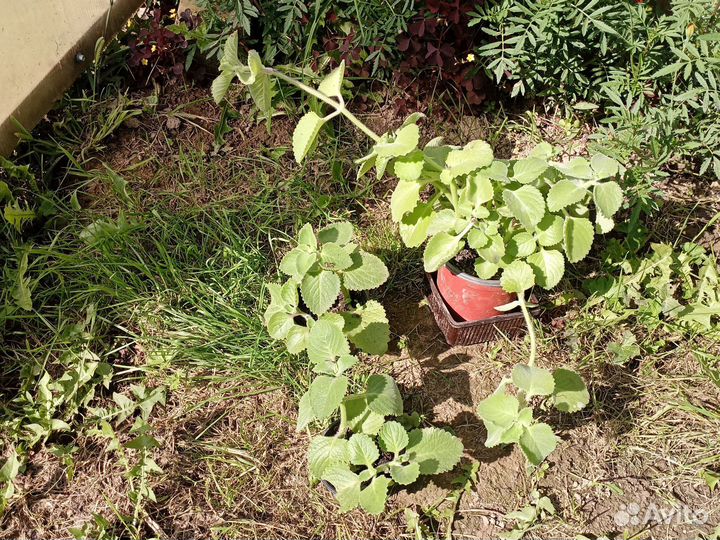 Шпороцветник ароматный