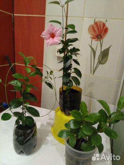 Комнатные растения цветущие