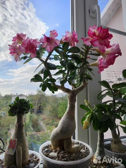 Адениум прививка