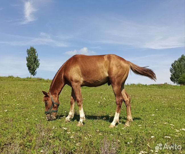 Продаем жеребенка
