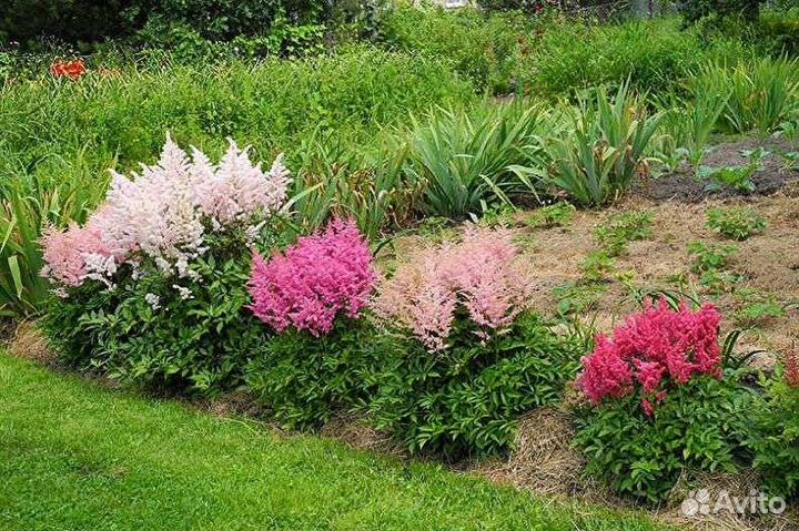 Многолетники для дизайна Вашего сада