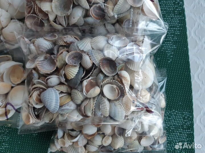 Ракушка морская