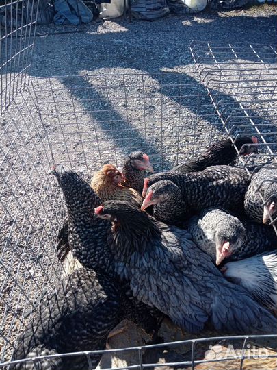 Куры молодки