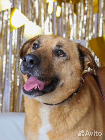 Басе нужна ваша помощь