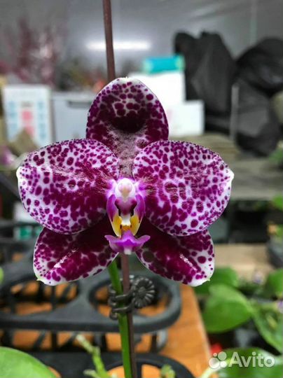 Орхидея фаленопсис Азия подростки не цветут