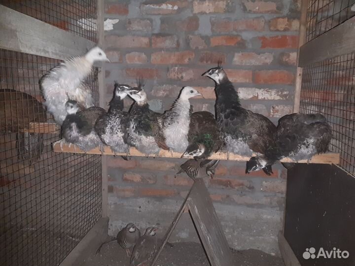 Павлины продажа