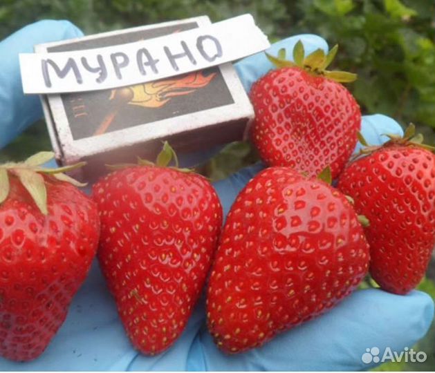 Клубника murano