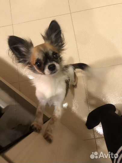 Кобель на вязку (чихуахуа и папийон)