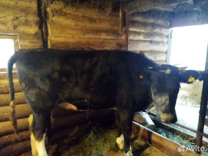 Стельная телка