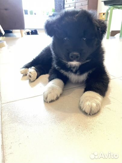 Щенок самоеда