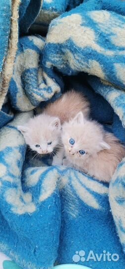 Котятки в добрые руки