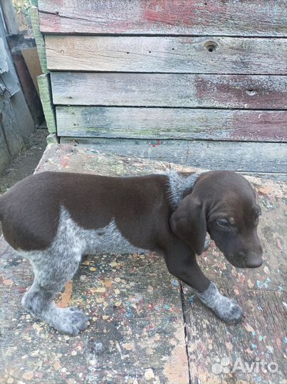 Продам щенков курцхаара