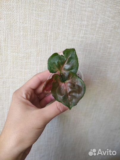 Сингониумы