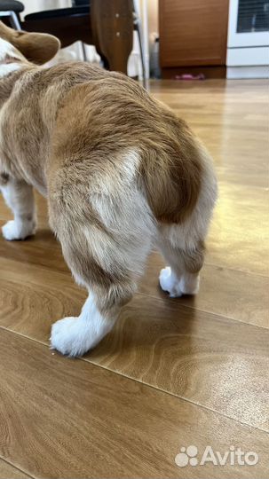 Щенки корги